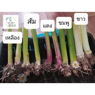 ถูกที่สุด🌷หน่อพุทธรักษา ไม้ดอกทนแดด ไม้ดอกสีสดใส ออกดอกทั้งปี ดูแลง่าย