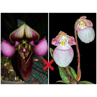 Paph.micranthum x Paph.rungsuriyanum(ต้นเล็ก)