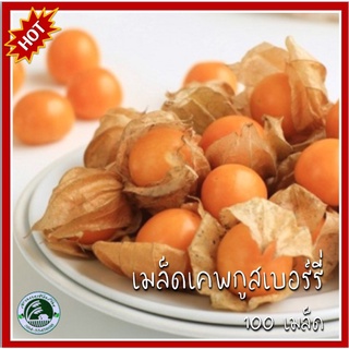 100 เมล็ด เคพกูสเบอร์รี่ (Cape Gooseberry) โทงเทงฝรั่ง ระฆังทอง เมล็ดเคพกูสเบอร์รี่ เคพกูสเบอรี่ เคพกูซเบอรี่ เคพกูซเบอร