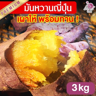 มันหวานญี่ปุ่น เบนิฮารุกะ 3kg เผาให้พร้อมทาน🔥 มันหวาน มันญี่ปุ่นแท้ มันญี่ปุ่น มันหวานญี่ปุ่นเบนนิฮารุกะ มันญี่ปุ่นหวาน