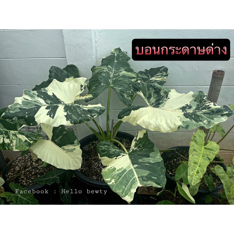 My Image 24