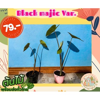 แบล็คเมจิกกลาย 🌱Black majic Var.🌱สั่งขั้นต่ำ 3 ต้นขึ้นไป คละชนิดได้จ้า