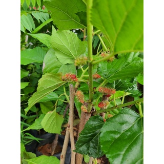 หม่อนมัลเบอรี่ลูกใหญ่ออกลูกตลอดปีดกมาก Mulberry Plants) พร้อมส่ง กระถาง 9นิ้ว สูง 70 ซม