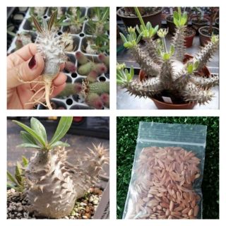 เมล็ด พาชี​โพเดียม​ pachypodium​ horombense 10เมล็ด