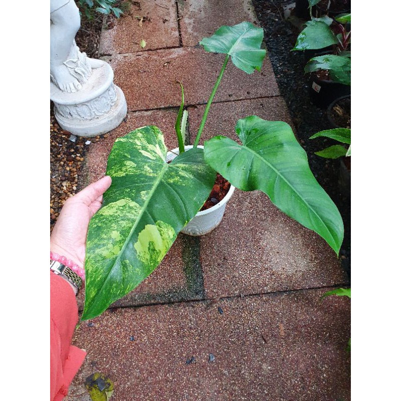 Philodendron domesticum variegated
