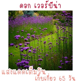 100 เมล็ด เมล็ดพันธุ์ ดอก verbena