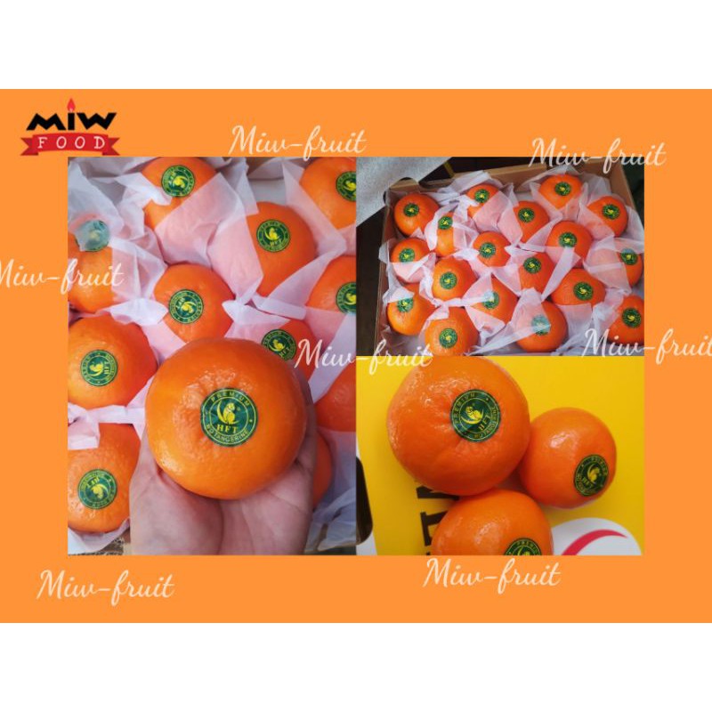 ส้มไต้หวัน ตรานกแก้ว M L XL🍊🍊🍊