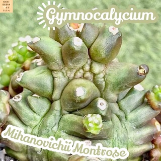 [ยิมโนมอนสเตอร์ไร้หนาม~3cm] ส่งพร้อมกระถาง แคคตัส Cactus Succulent Haworthia Euphorbia ไม้หายาก พืชอวบน้ำ พืชทะเลทราย