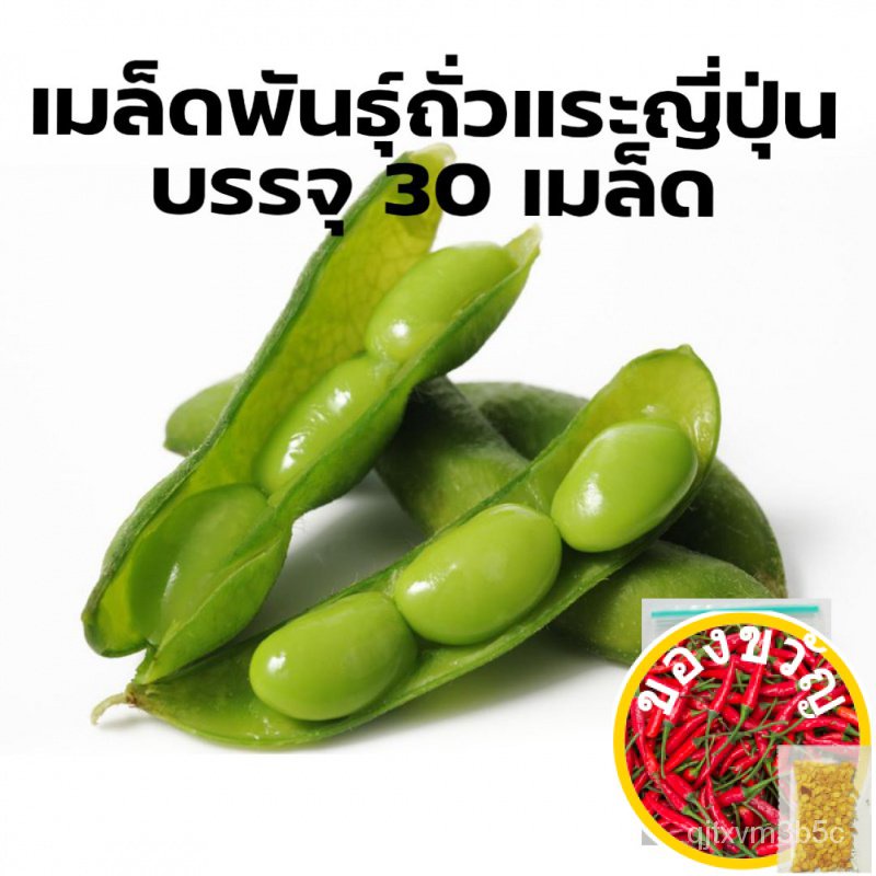 เมล็ดอวบอ้วน100%เมล็ดพันธุ์ถั่วแระญี่ปุ่น ถั่วเหลืองญี่ปุ่น 30 เมล็ดเมล็ดพืชคุณภาพสูงKaleFlowerWhite