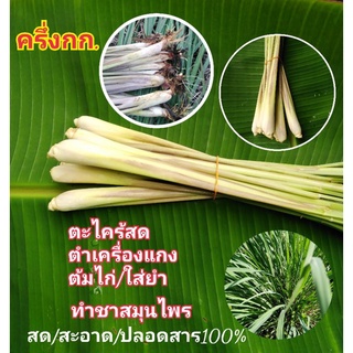 ตะไคร้/ต้นแกง/ต้นติดรากพร้อมปลูก/ผักสมุนไพรในครัวเรือนครึ่งกก.20บาท