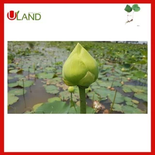 Uland ไหลบัวฉัตรขาว ไหลบัว บัวฉัตรขาว หลดบัว บัวฉัตร บัวหลวง ดอกบัวขาว
