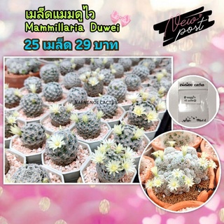 💥25เมล็ด/29฿💥เมล็ดแมมดูไว 🐝Mammillaria duwei 🌼 เมล็ดแคคตัส เมล็ดกระบองเพรช