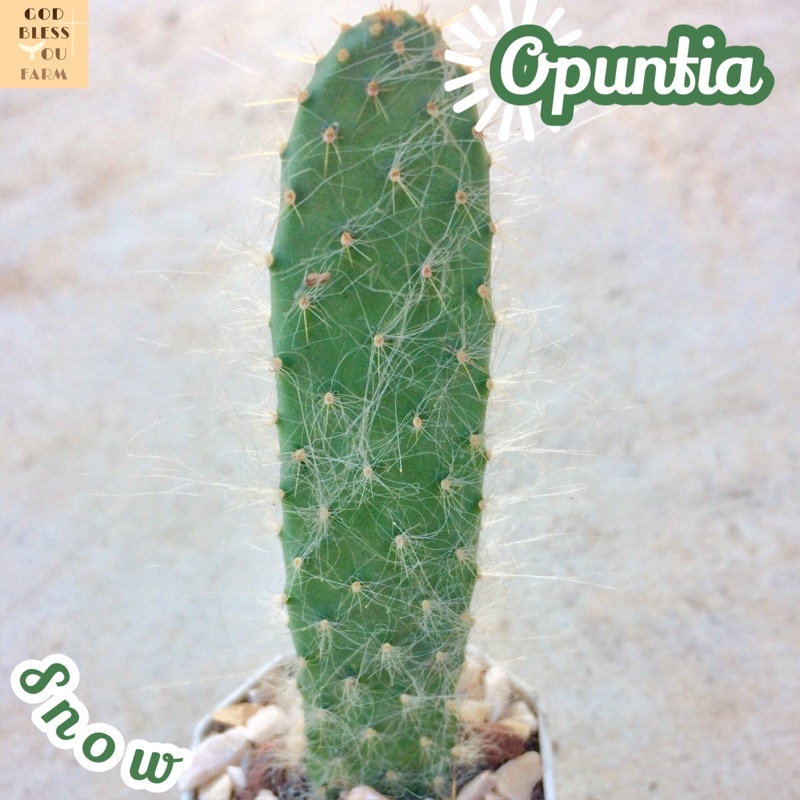 [โอพันเทียสโนว์] Opuntia Orbiculata ส่งพร้อมกระถาง แคคตัส หิมะ ขนฟู ฟูฟ่อง หูกระต่าย แคคตัส ไม้อวบน้ำ ขนขาว ขนปุย