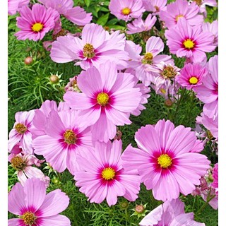 เมล็ด ดาวกระจายสีชมพู - Pink Cosmos Flower