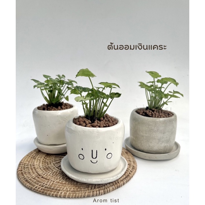 ออมเงินแคระ พร้อมกระถางปูนแฮนด์เมดไม้มงคลเสริมทรัพย์ไม้ฟอกอากาศไม้มินิมอด