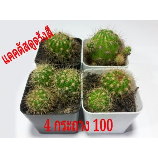 #คอคตัสดูดคลื่นแม่เหล็ก #คอคตัสดูรังสี Echinopsis calochlora หรือ ดาวล้อมเดือน