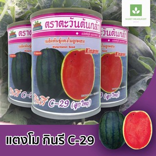 กินรี C-29 ลูกใหญ่ เมล็ดพันธุ์แตงโม 🍉 แตงโมกินรี ตะวันต้นกล้า 40กรัม c29