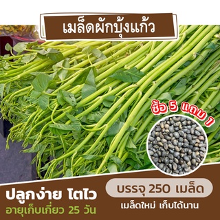 เมล็ดพันธุ์ ผักบุ้งแก้ว ผักบุ้งเย็นตาโฟ แบ่งขาย 250 เมล็ด (ซื้อ 5 แถม 1)✨