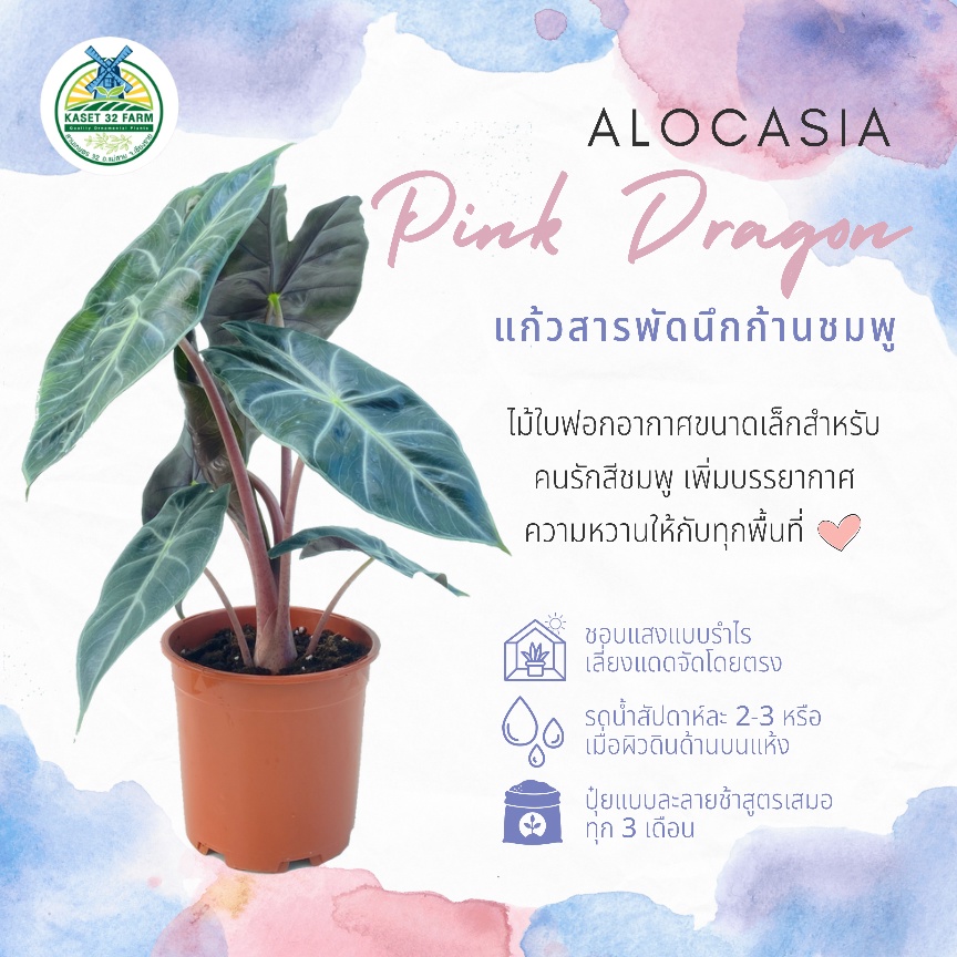 Alocasia Pink Dragon (อโลคาเซีย พิ้งค์ ดรากอน)