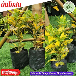 จำหน่าย ปลีก และ ส่ง ต้นโกสน ใบขนุน โกศลใบสวย(พร้อมปลูก)