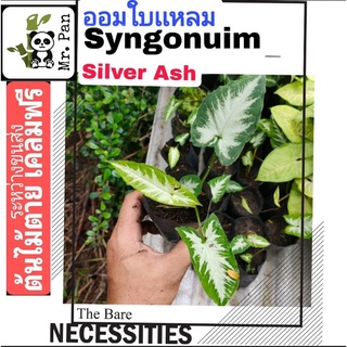 Syngonium Silver Ash ออมซิลเวอร์เเอช ไม่ใช่ ออมเพรชดาวใต้ ออมใบเเหลม syngonuim