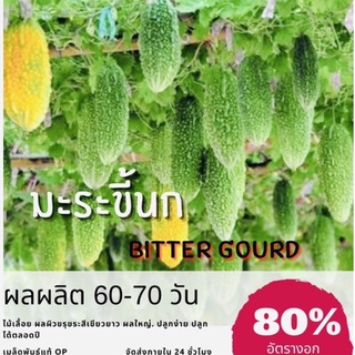 เมล็ดพันธุ์ มะระขี้นก (ผลใหญ่) (ซื้อ 10 แถม 1 คละอย่างได้)