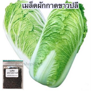 เมล็ดพันธุ์ผักกาดขาวปลี 1000 เมล็ด [10 แถม 1 คละได้]