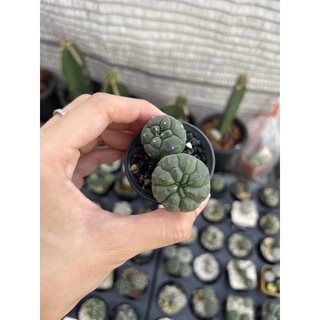 แอสโตรไฟตัม (Astrophytum kikko 2 ต้นไม้เมล็ด Size 2.5-3 cm