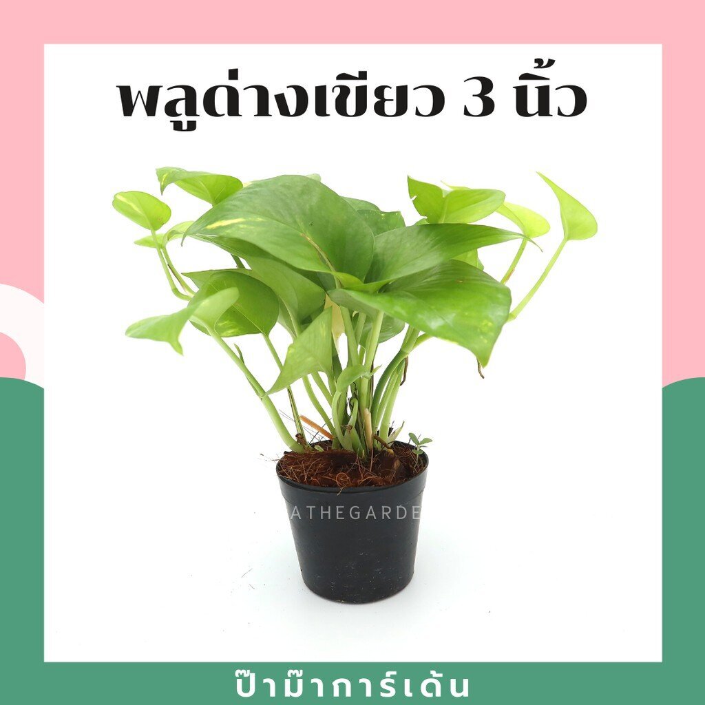 มุมมอง 2