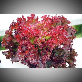 ❤️☘️เรดคอรัล (Red Coral Lettuce) สึนามิ❤️ จำนวน 200เมล็ด งอกง่าย พุ่มใหญ่ หนา 🤎🧡