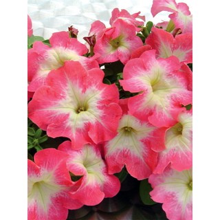 AGA SHOP เมล็ด พิทูเนีย สีมอร์น (Petunia Morn) ดอกใหญ่ กลาง 100 เมล็ด