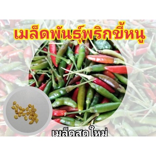 เมล็ดพันธุ์พริกขี้หนู/เมล็ดพริก/พันธุ์พริก/พริกขี้หนูพริกกลาง10บาท