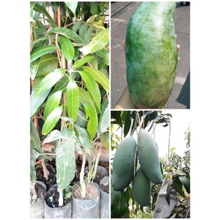 มะม่วงเขียวสามรส ติดผลทั้งปี ผลดิบไม่เปรี้ยวจัด ผลสุกหอมหวาน ทานกับข้าวเหนียวมูนได้ เนื้อเยอะ ต้นเสียบยอด ต้นละ 249 บาท