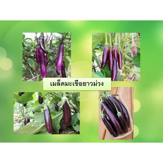 เมล็ดพันธุ์มะเขือยาวสีม่วง 70 เมล็ด[ 10 เเถม 1 คละได้ ]