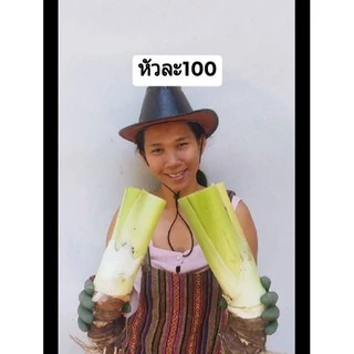 บอนกระดาดยักษ์ บอนยักษ์ ไม้ประดับ เลี้ยงง่ายโตไวใบใหญ่สวยงามหน่อสวย ขายแบบหน่อเจ้าแรก