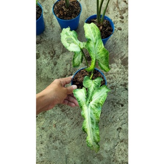 Podophyllum Variegata Three Kings /ทรีคิงส์