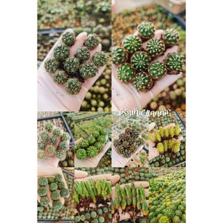 แคคตัส หน่อกระบองเพชร cactus กระบองเพชร