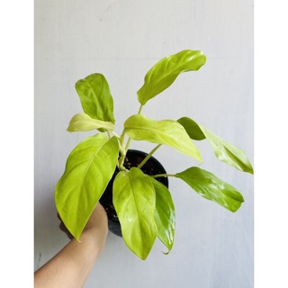 ต้นฟิโลทอง ต้นเต็มกระถางใบยาวสวย ฟิโลเดนดรอนสีทอง Philodendron ☘️ กระถาง 5 นิ้ว