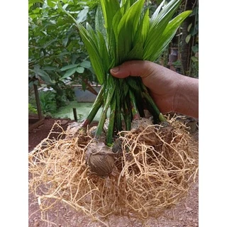 ต้นหมากสูงถอนจากถุงชำ 🌴 สั่งขั้นต่ำ 20 ต้น