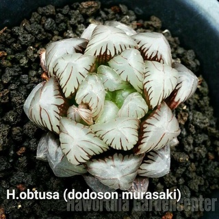 H.obtusa ‘dodoson murasaki (มุราซากิ) A010