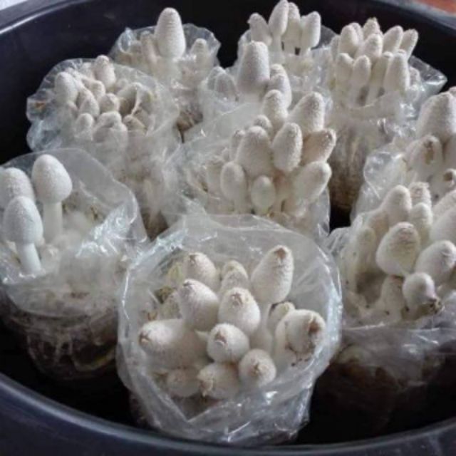 ก้อนเชื้อเห็ดโคนน้อย10ก้อน100บาทมีคู่มือการดูแล