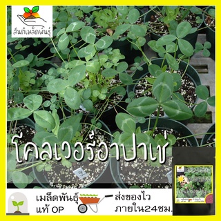 เมล็ดพันธุ์ โคลเวอร์อาปาเช่ 700 เมล็ด Apache Arrowleaf Clover เมล็ดพันธุ์แท้ นำเข้าจากต่างประเทศ ปลูกง่าย โตไว