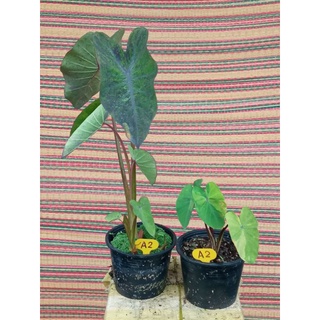 จับคู่โคโลคาเซีย 2ต้น เมจิกกลาย+เลม่อนไลม์ ได้2ต้นตามรูปนี้ตรงปก Colocasia Eesculenta Black magic+ Lemon lime gecko(A2)