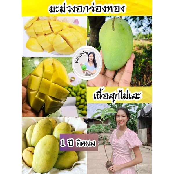 #ต้นมะม่วงอกร่องทอง #นิยมทำข้าวเหนียวมูล (เสียบยอด) ต้นละ69บาท 1 ปีติดผล สูงราว50-60เซน