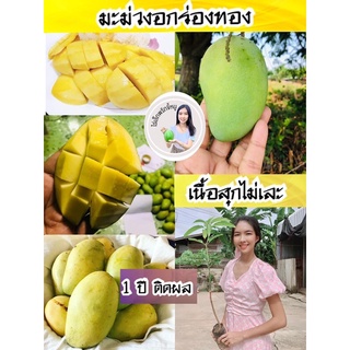 #ต้นมะม่วงอกร่องทอง (เสียบยอด) ต้นละ60บาท 1 ปีติดผล