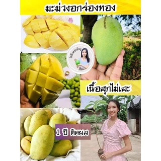 #ต้นมะม่วงอกร่องทอง #นิยมทำข้าวเหนียวมูล (เสียบยอด) ต้นละ69บาท 1 ปีติดผล สูงราว50-60เซน