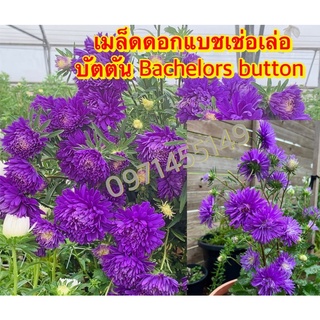 เมล็ดดอกแบชเช่อเล่อ บัตตัน 50 เมล็ด  Bachelors button  เมล็ดนำเข้า