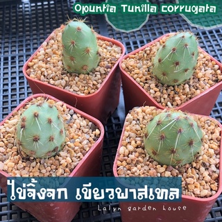 🦎🥚opuntia tunilla corrugata โอพันเทียไข่จิ้งจก 💚 สีเขียวพาสเทล ขนาด 3-3.5 cm 🥚🦎