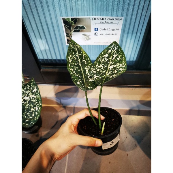 อโกลนีมา (Aglaonema) มรดกโลกต้นที่ 3