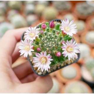 Mammillaria Peacock แมมพีค็อก ดอกน่ารัก คละสี แคคตัส กระบองเพชร